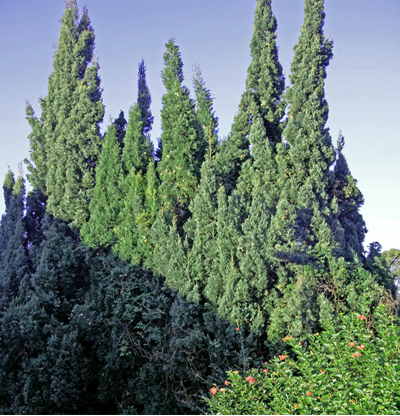 Trees and hedges