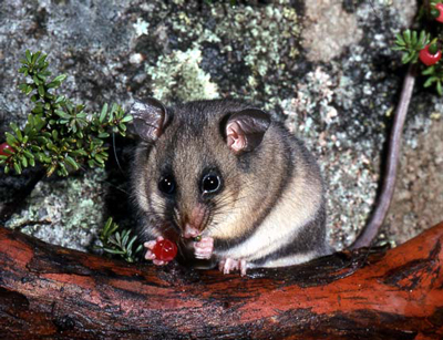 A mountain pygmy possum feeding