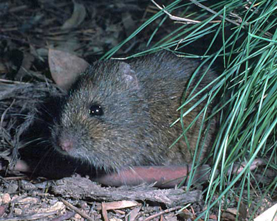 A broad toothed rat