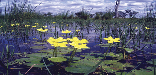 Biodiversity and the law